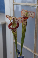 Burgundy Pitcher Plant Spray