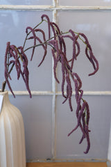 Purple Amaranthus Branch