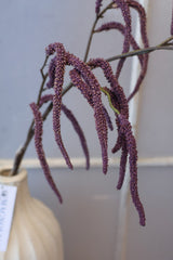 Purple Amaranthus Branch