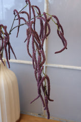 Purple Amaranthus Branch