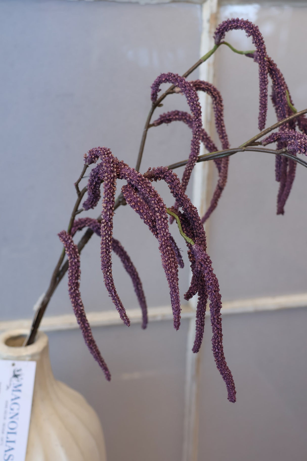 Purple Amaranthus Branch