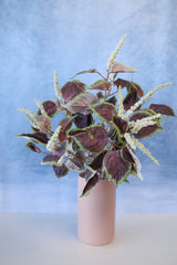 Plum Coleus Bush