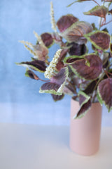 Plum Coleus Bush