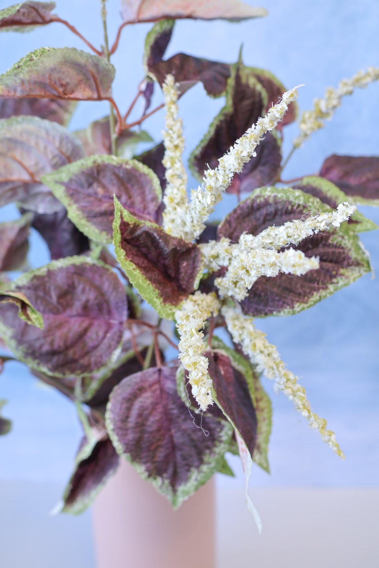 Plum Coleus Bush