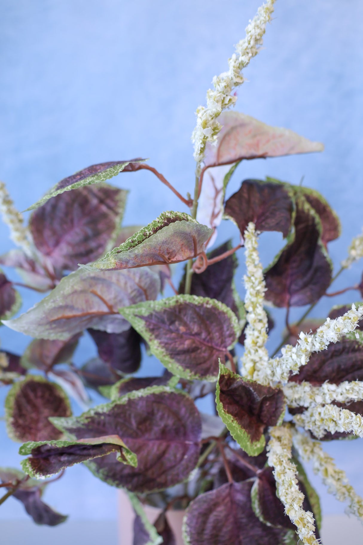 Plum Coleus Bush