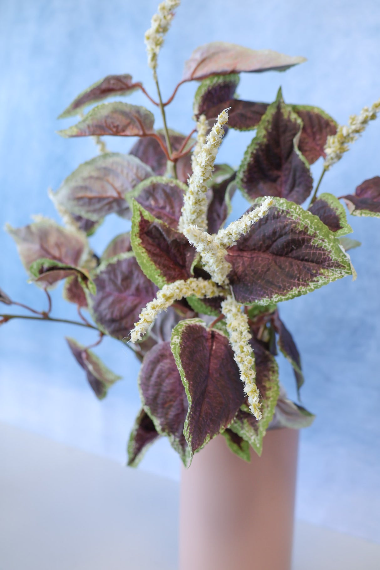 Plum Coleus Bush