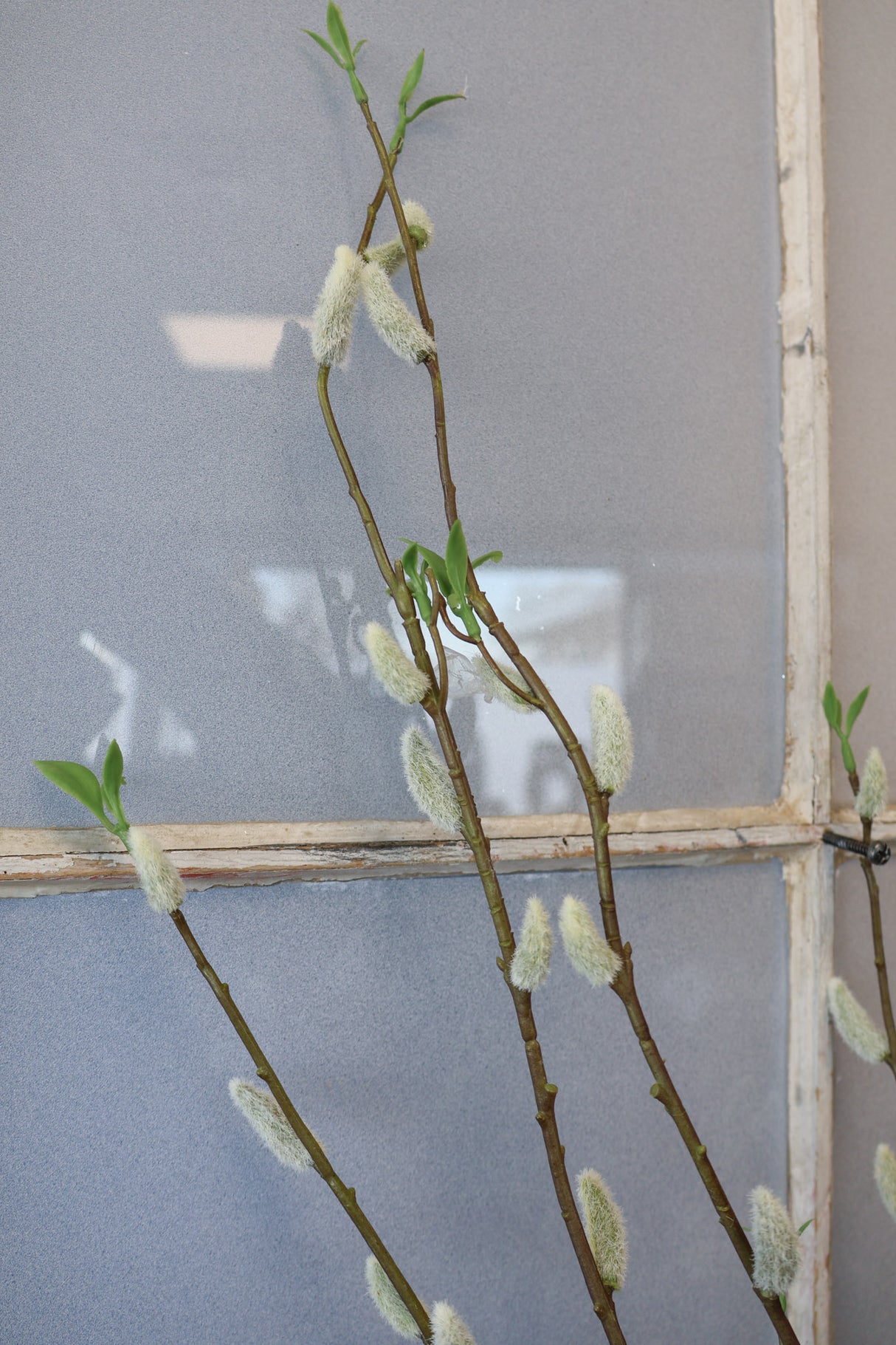 Finding Beauty Willow Stem