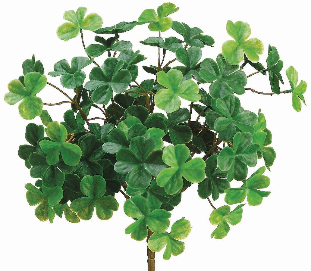 Lucky Clover Bush