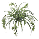 Variegated Spider Plant