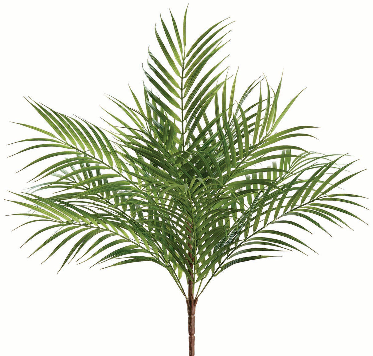 Areca Palm Bush