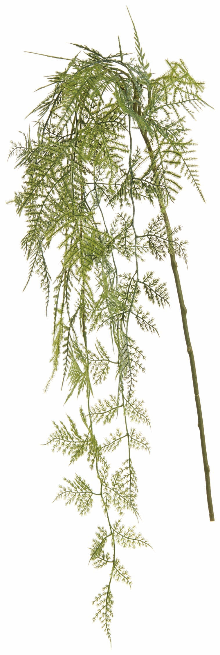 Asparagus Fern Hanging Spray