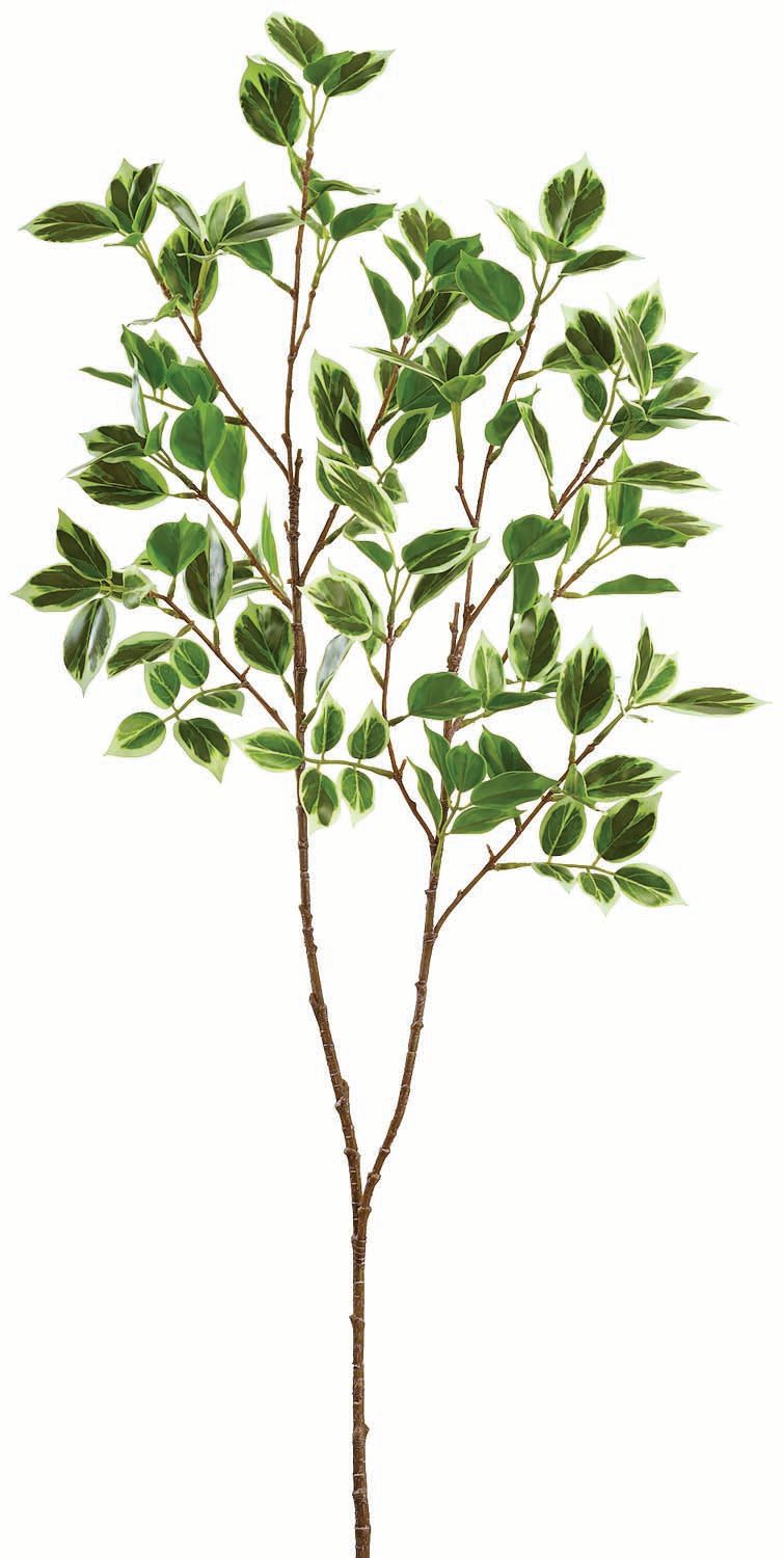 True Tone Ficus Leaf Branch