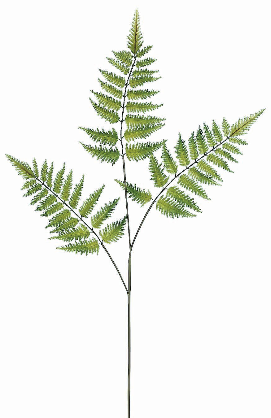 Deep Forest Fern Spray