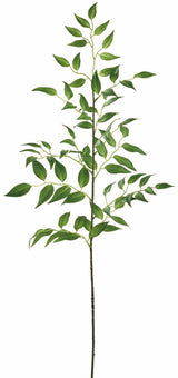 Jumbo Ruscus Leaf Spray