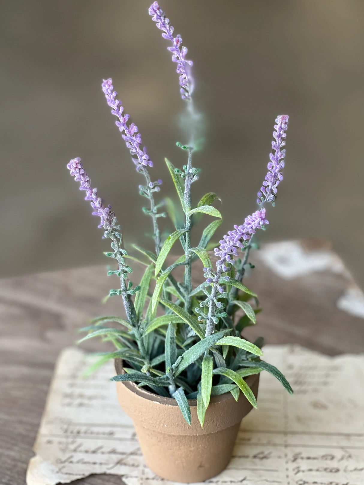 Lavender Flowering Sage Pot