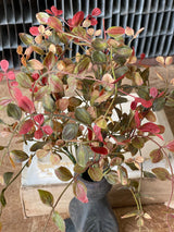 Bog Pimpernel Bush