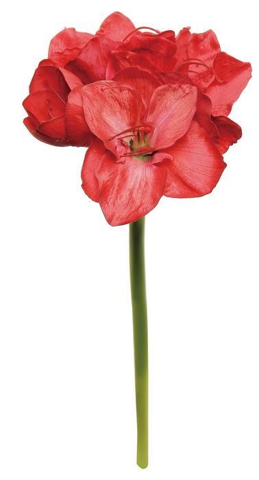 Red Amaryllis With Bud