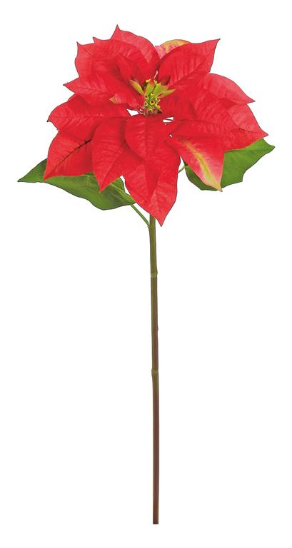 Timeless Red Poinsettia