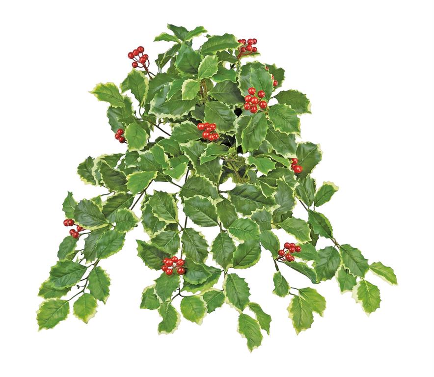 Holly Berry Bush