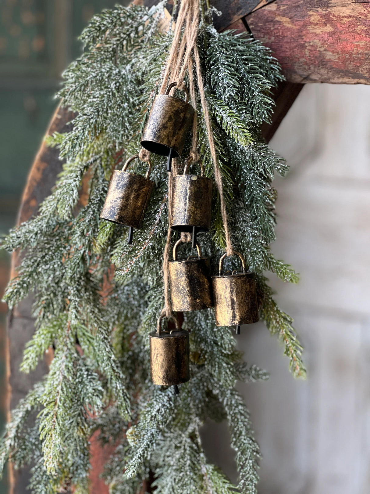 Frosted White Spruce