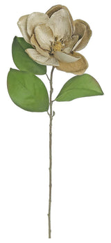 Velvet Magnolia With Gold Edge