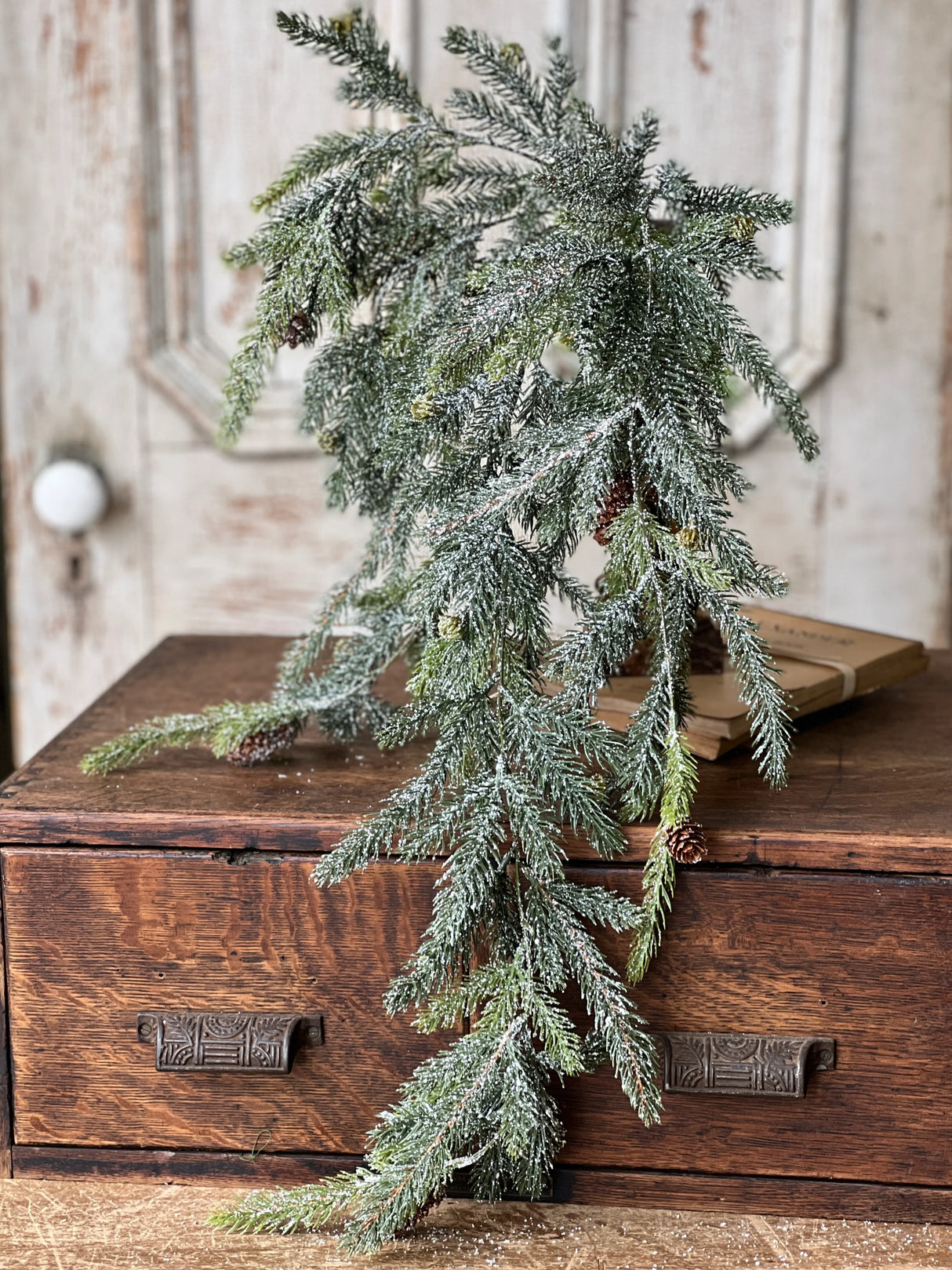 Frosted White Spruce