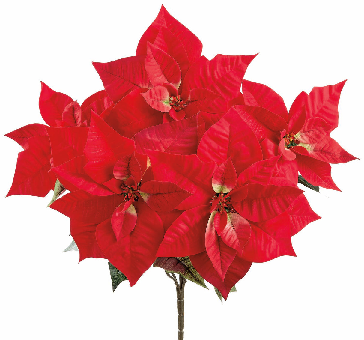 Majestic Velvet Poinsettia Bush