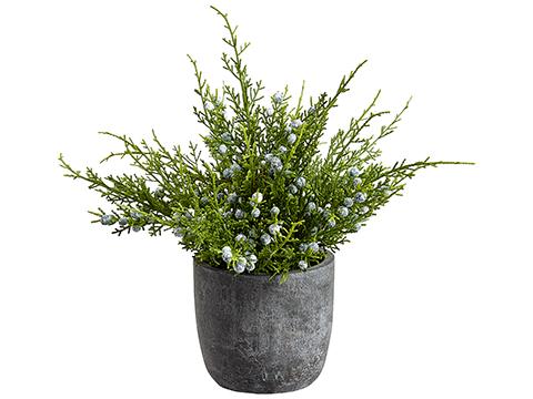 8" Potted Juniper Pine