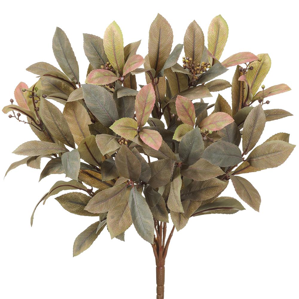 Olive Laurel Leaf Bush