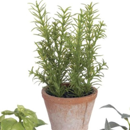 7.5" Herb in Clay Pot