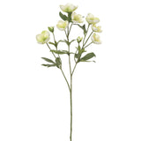 Green  Helleborus Spray