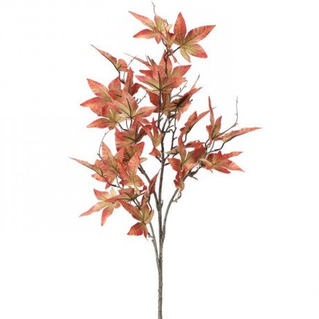 Canadian Maple Leaf Stem