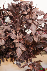 Cimicifuga Ramosa Leaf Spray