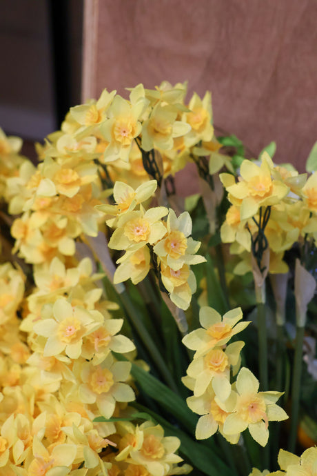 Yellow Narcissus Bush
