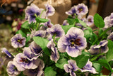 Lavender Pansy Spray