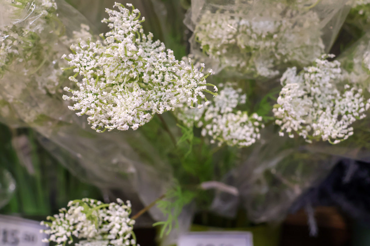 Wild Queen Anne's Lace Spray