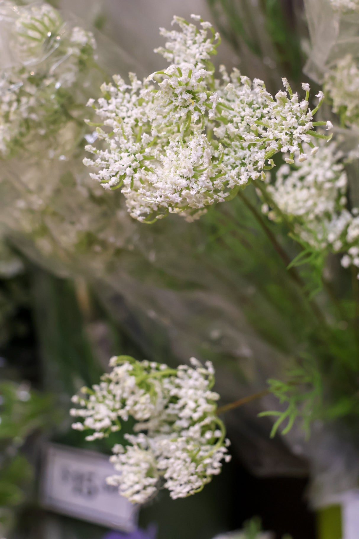 Wild Queen Anne's Lace Spray