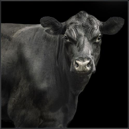 Black Cow I Art - Pickup Only