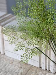 Maidenhair Fern Plant