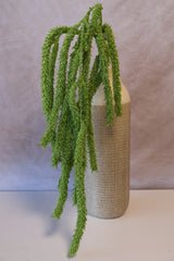 Jumbo Draping Amaranthus