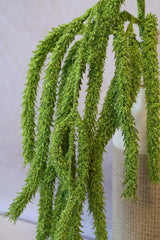 Jumbo Draping Amaranthus