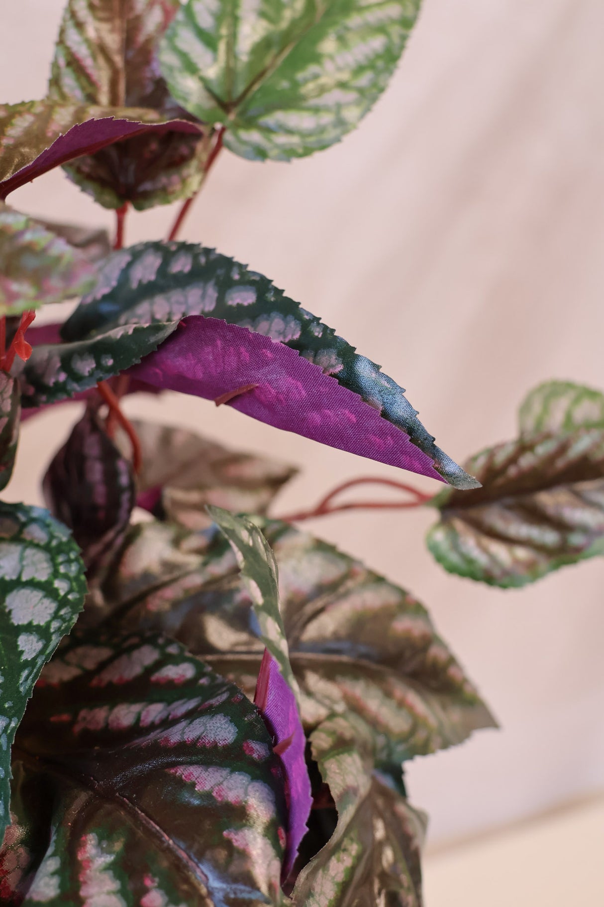 Red Back Cissus