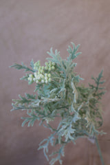 Dusty Miller Spray