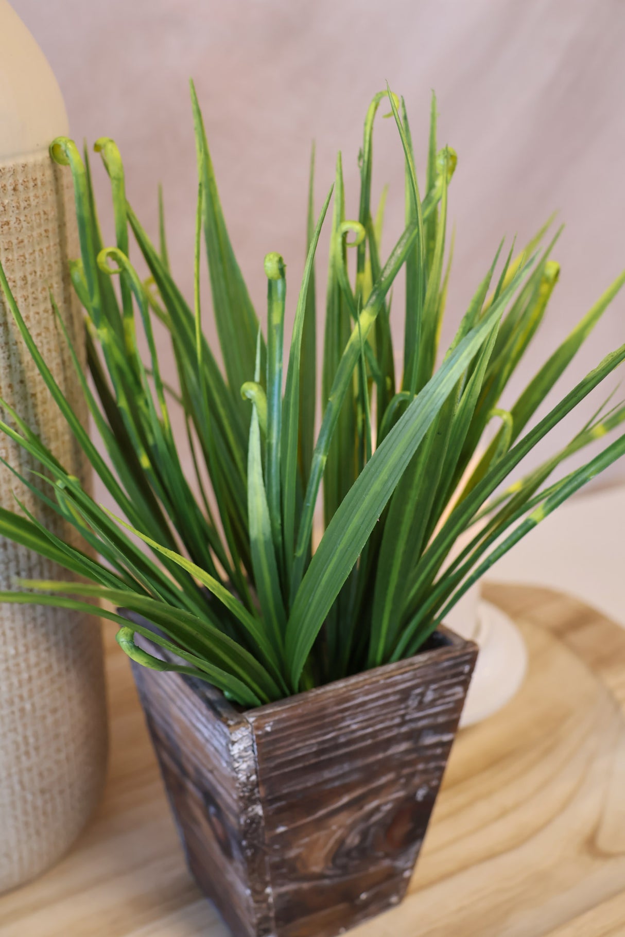 Greenville Curly Grass Bush