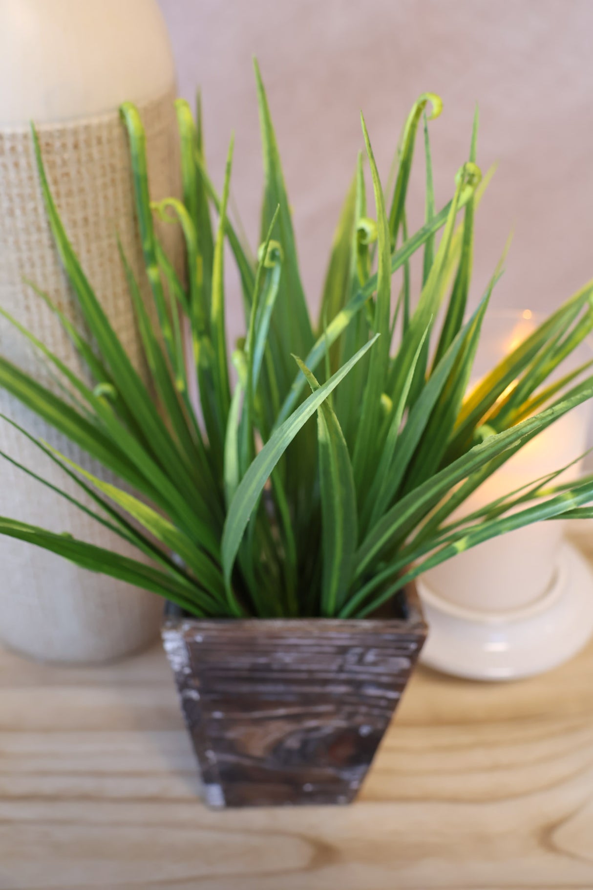 Greenville Curly Grass Bush