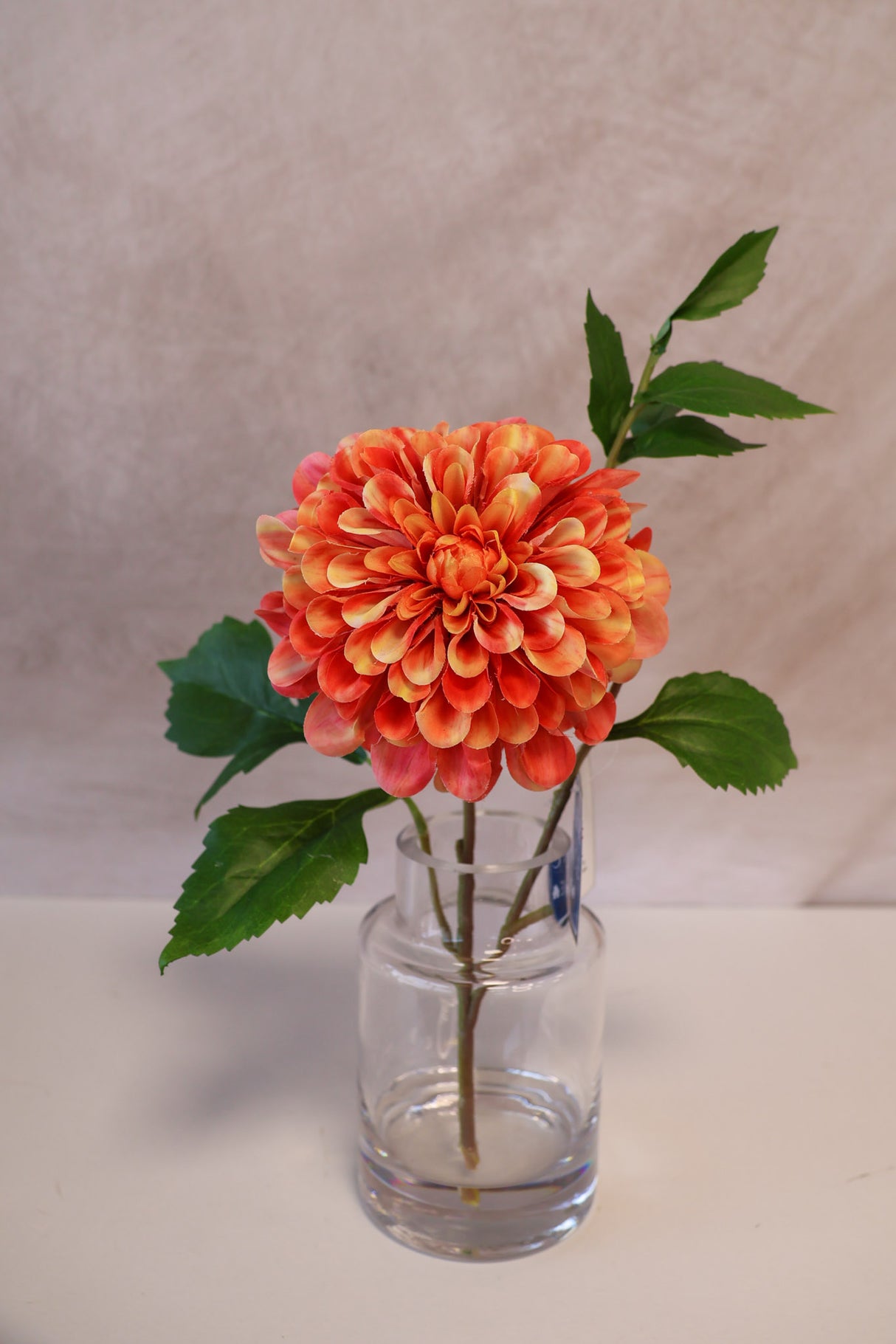 Orange Cream Dahlia In Glass Vase