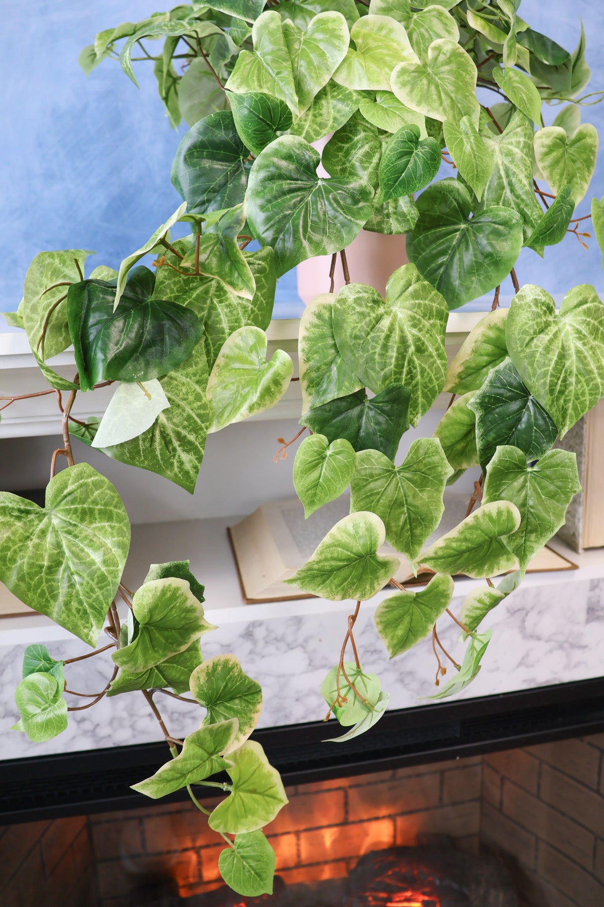 Potato Vine Hanging Bush