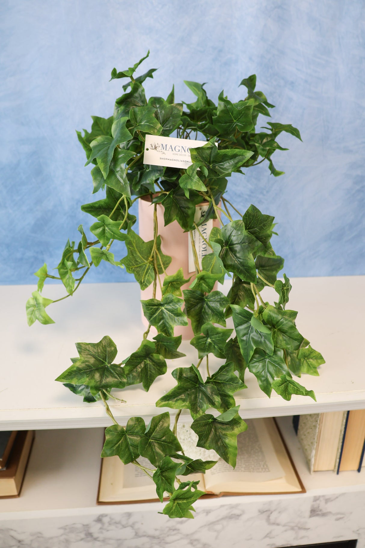 English Ivy Bush