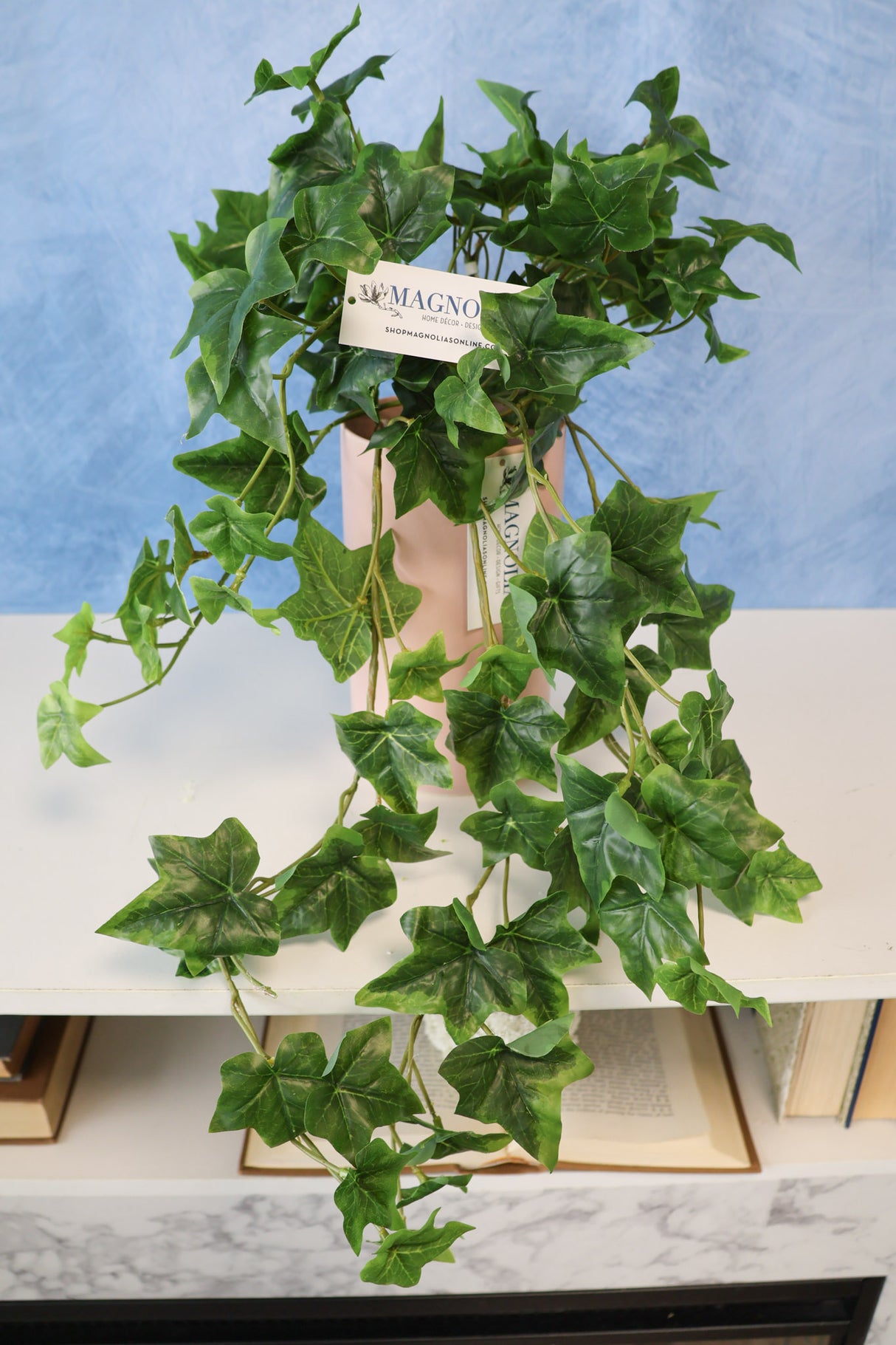 English Ivy Bush