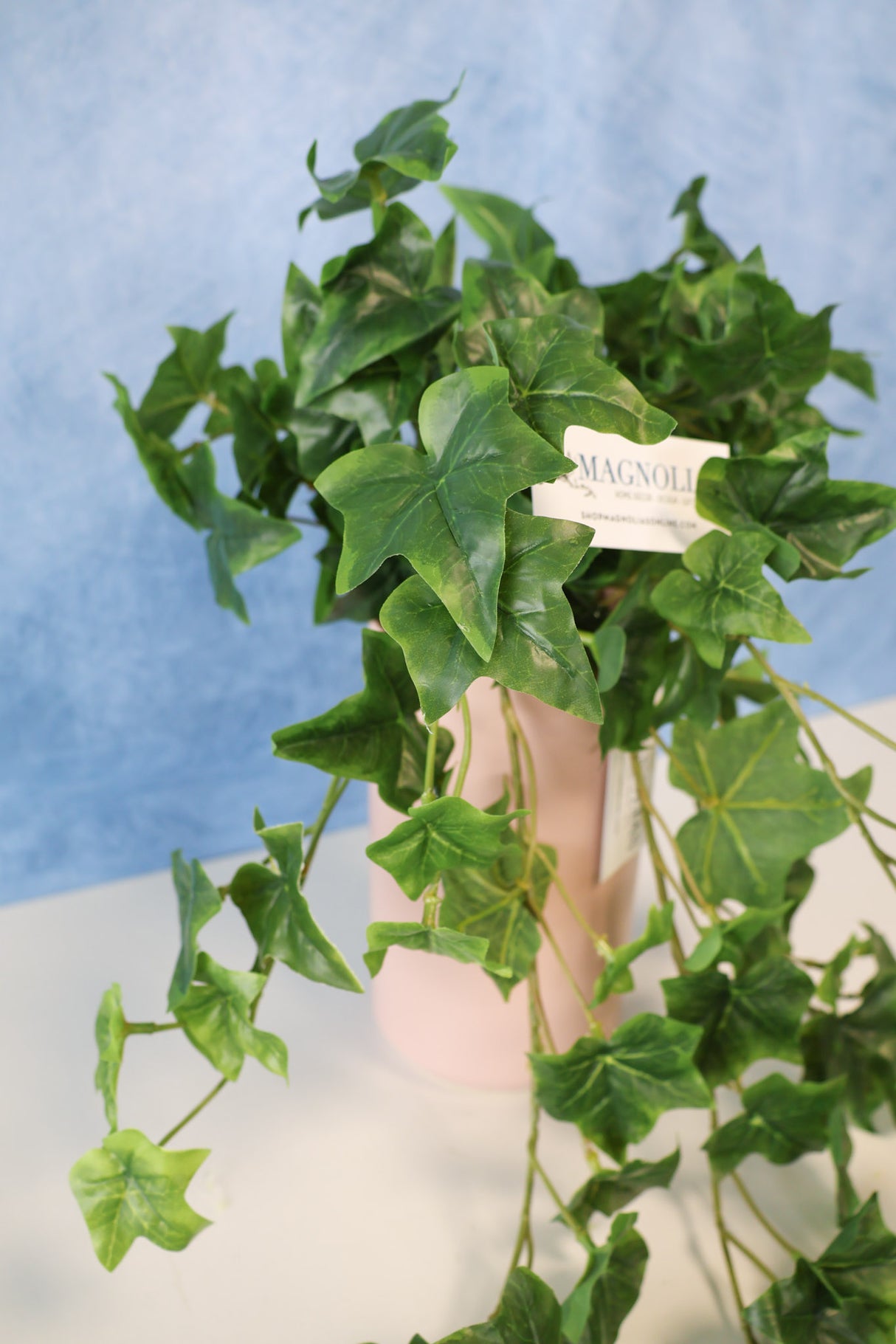 English Ivy Bush